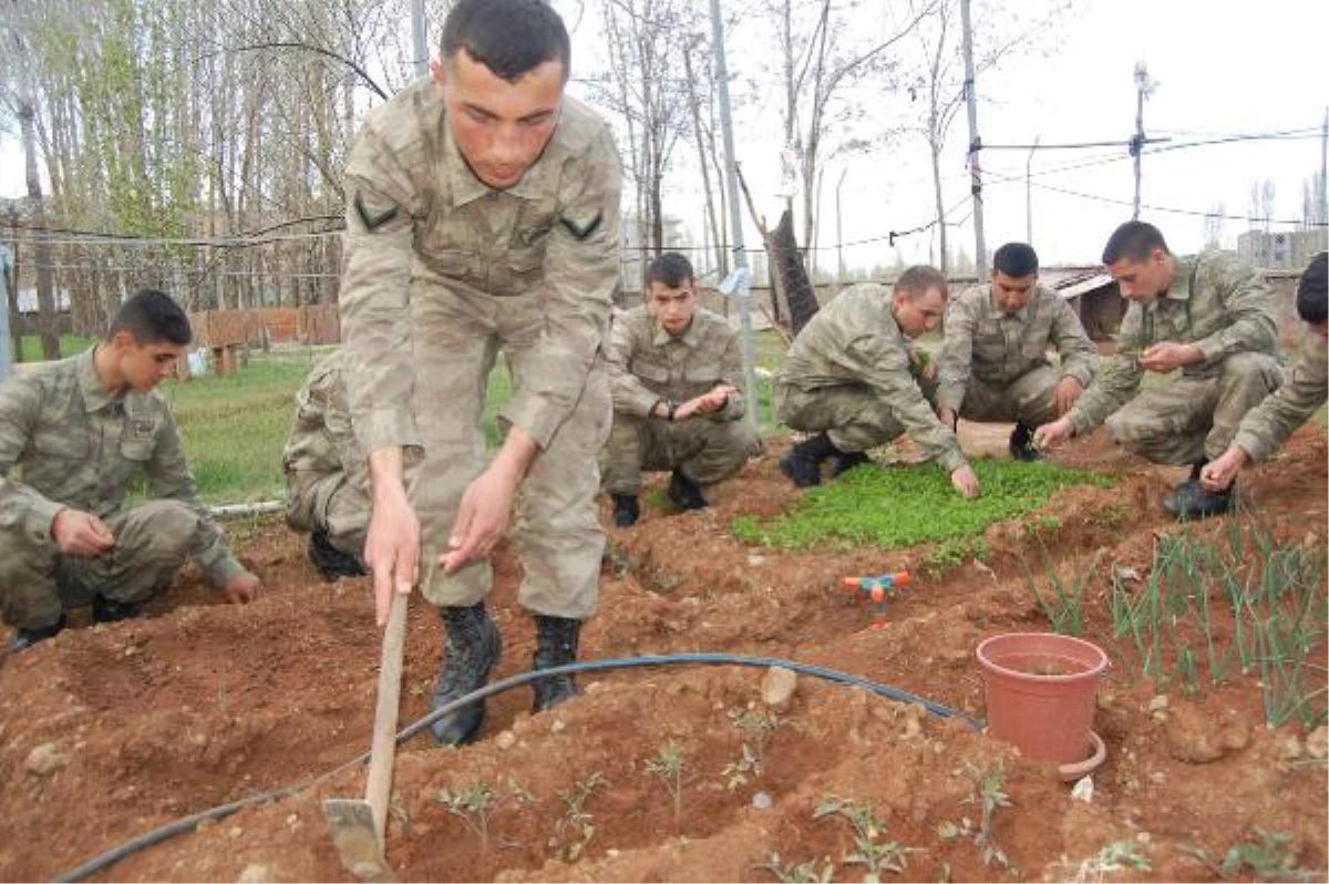 Asker Karakolda Sera Kurdu