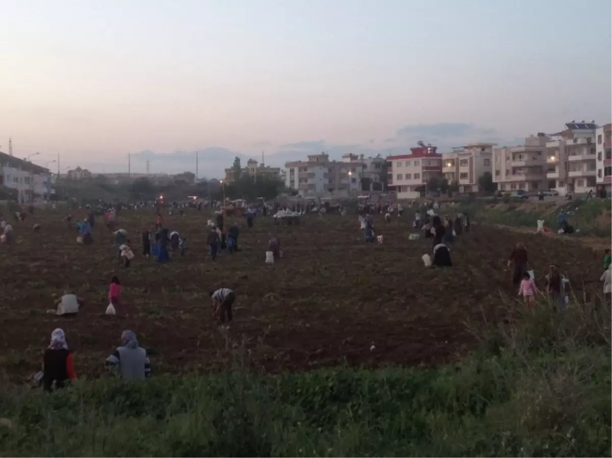 Dar Gelirli Ailelerin Hasat Sonrası Başak Bayramı