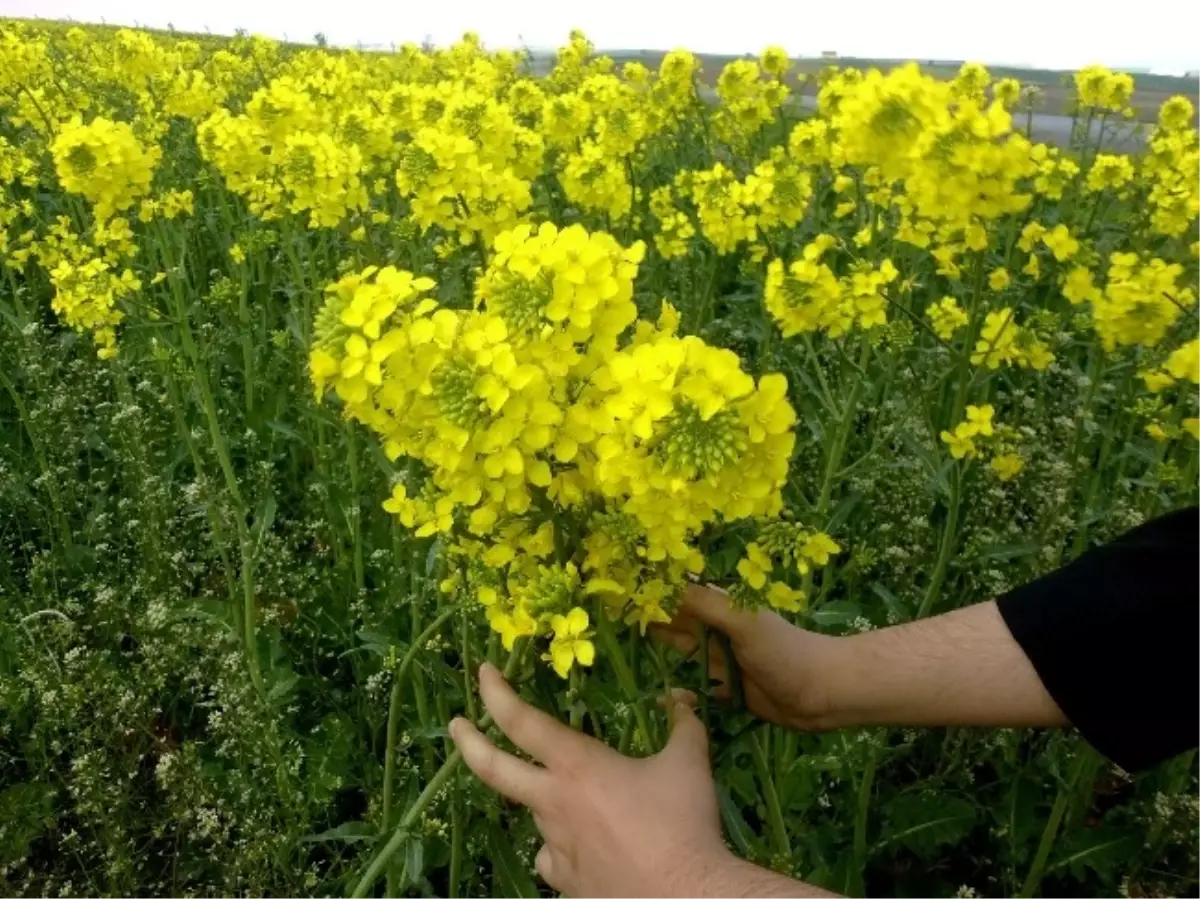 Kanola Trakya\'yı Sevdi