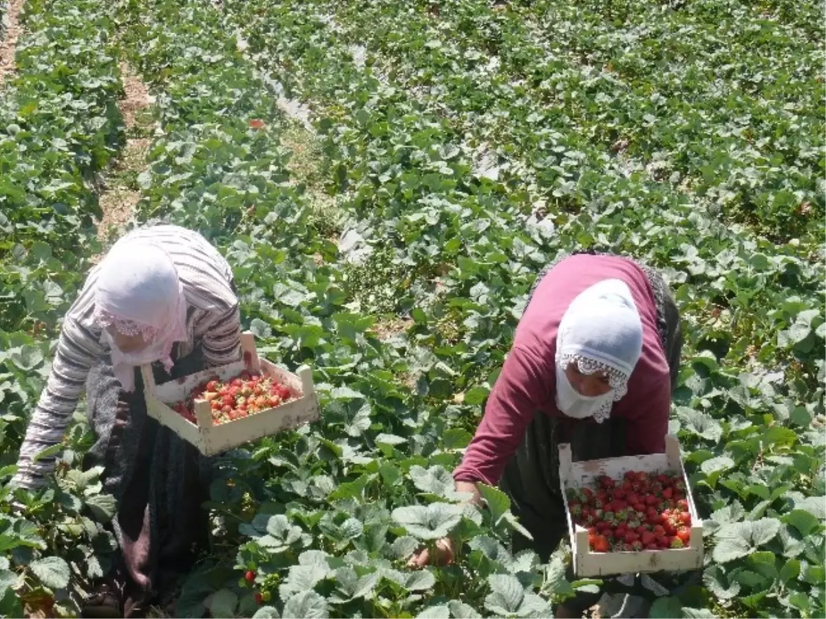 Eker Destek Verdi Çilek Üretimi Yüz Güldürdü