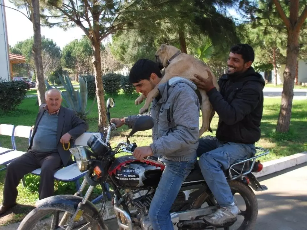 Hastalanan Köpeğini Sırtında Profesöre Götüren Gençler Görenleri Şaşırttı