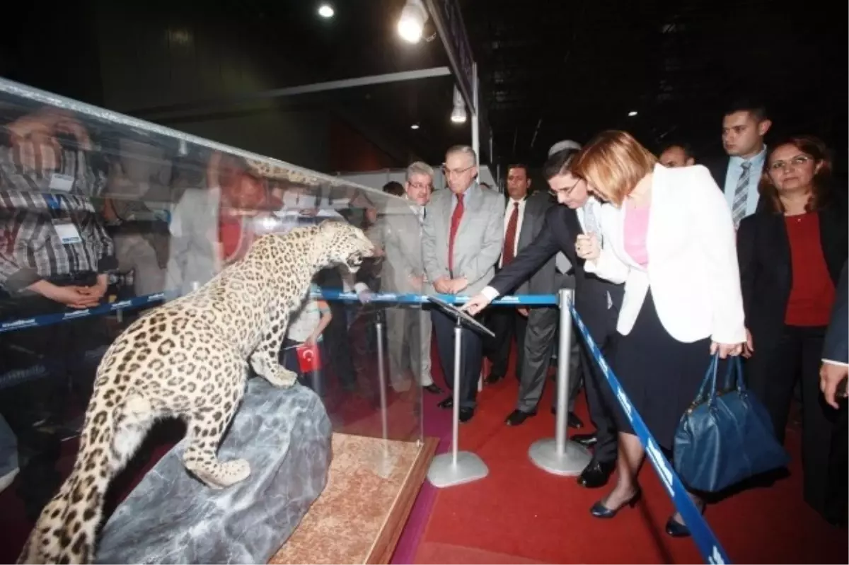 Kocaeli Çocuk Fuarında Anadolu Leoparı\'na Yoğun İlgi