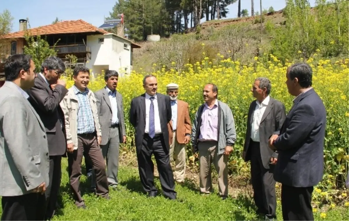 Muğla\'da Yem Şalgamı Projesinde Hedef Ulaşıldı