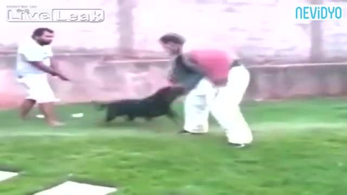 Rottweiler ile Şaka Olmaz