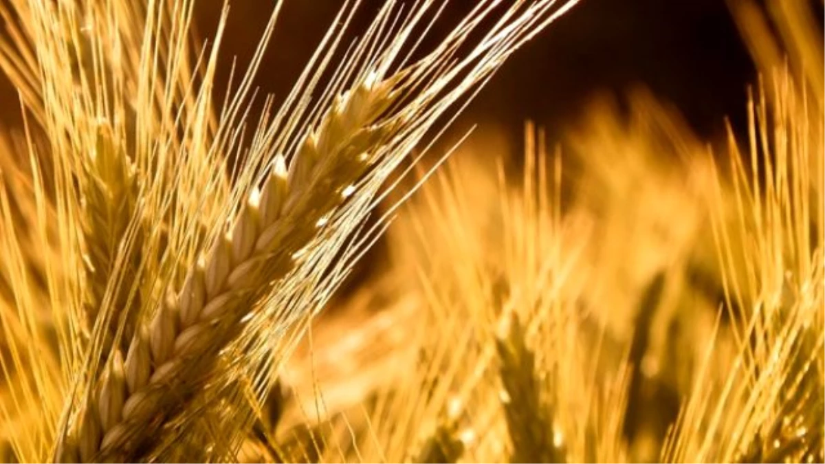 Buğday İthalatı Uyarısı