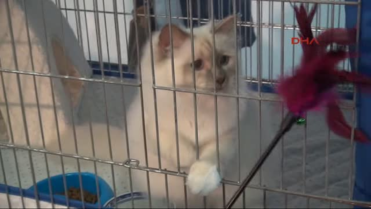 Cenevre\'de Uluslararası Kedi Fuarı