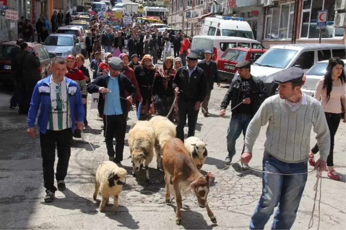 Giresunlular Göç Ederek Hidroelektrik Santrallerini Protesto Etti