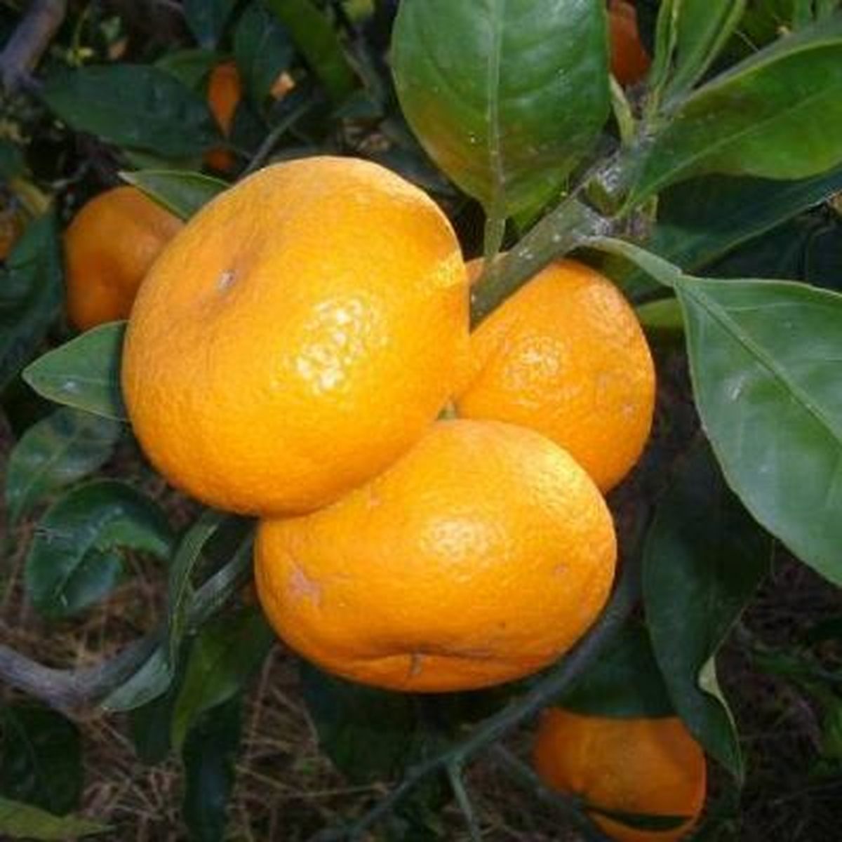Sezonun Son Narenciye Hasadı Yapıldı