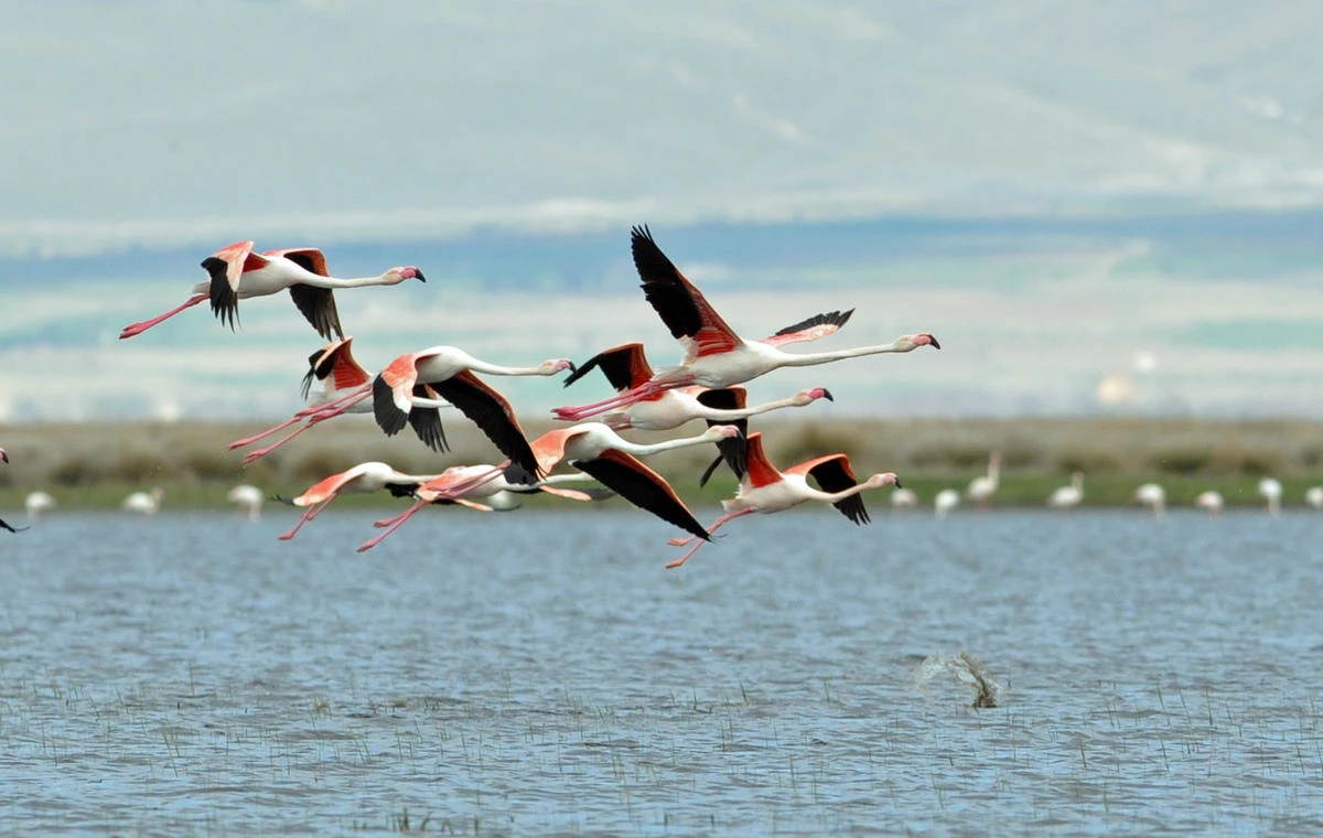 Sultan Sazlığı\'nda Flamingo Sesleri Arttı
