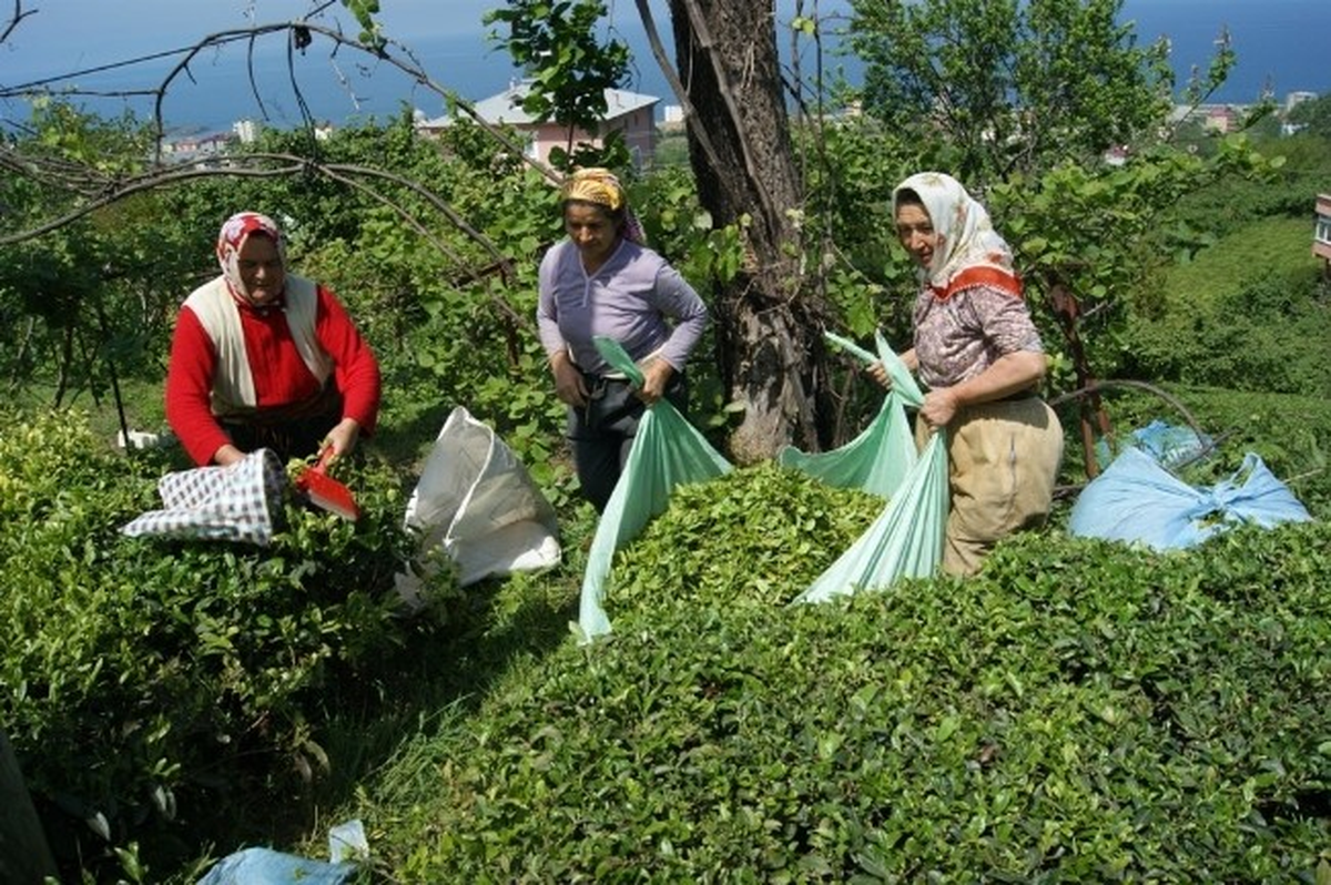 Giresun\'da Yaş Çay Sezonu Açıldı