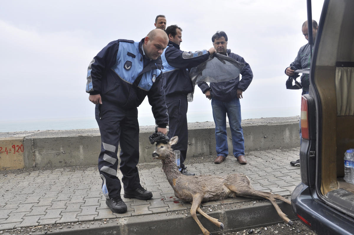 Köpeklerin Saldırdığı Karaca Telef Oldu
