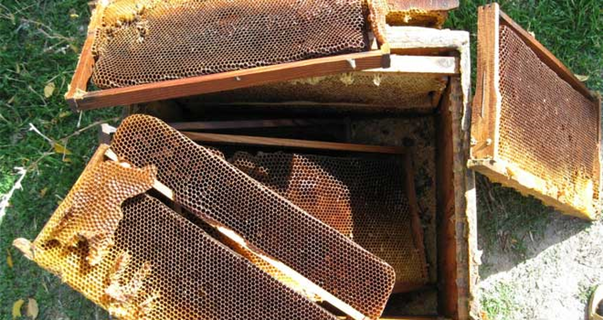 Kovanları Ayıdan Sac Duvar da Koruyamadı
