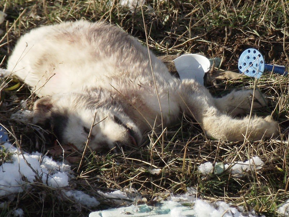 Ulukent\'te Köpek Katliamı
