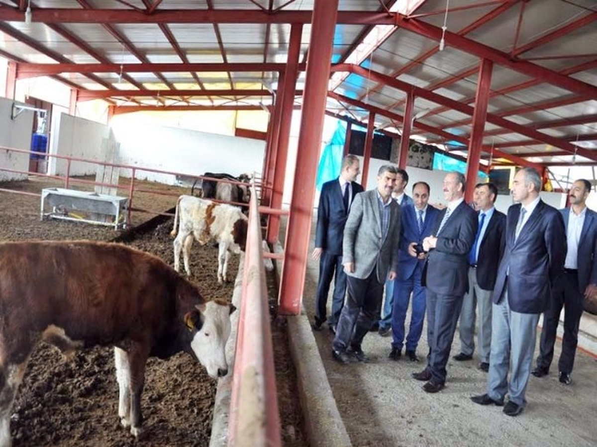 Vali Büyükersoy, Hayvancılık Tesisini İnceledi