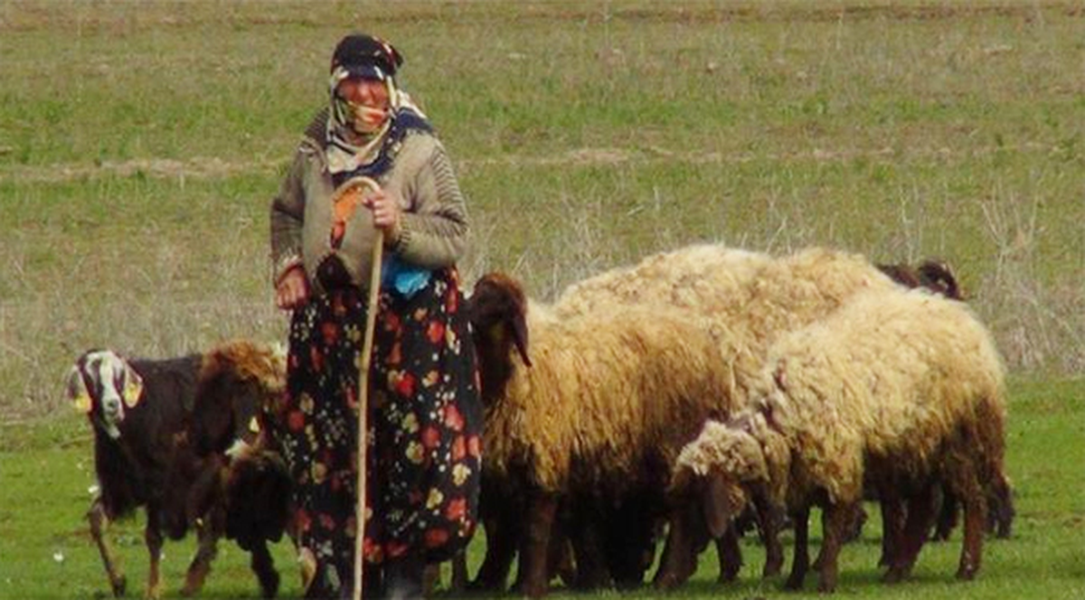 Aylık 2 Bin 500 Liraya Çalışacak Çoban Bulamıyor