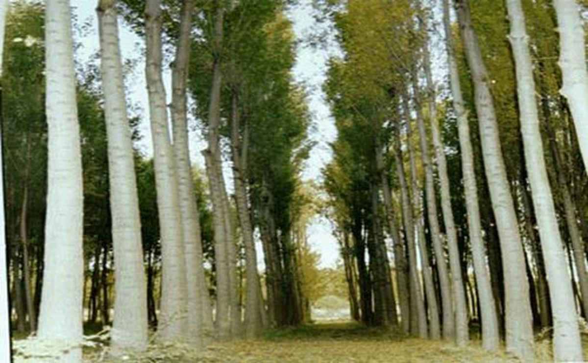 Başkale\'de Kavak Ağaçları Kesiliyor
