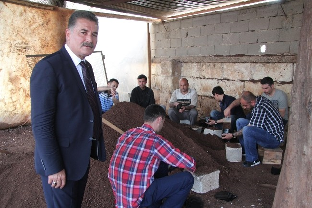 Eski Hükümlüler Süs Ağaççıkları Yetiştiriyor