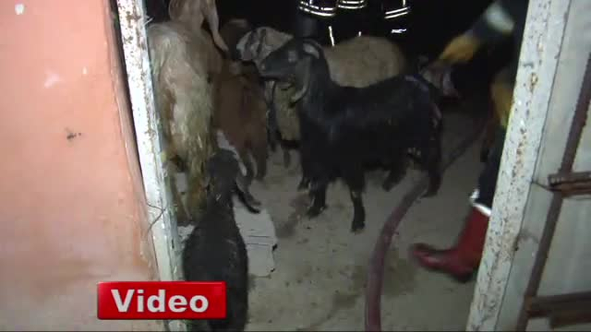 Konya\'da Hayvanların Bulunduğu Ahırda Yangın Çıktı