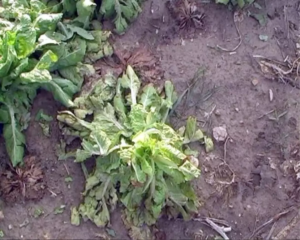 Manisa'dan Kısa Kısa