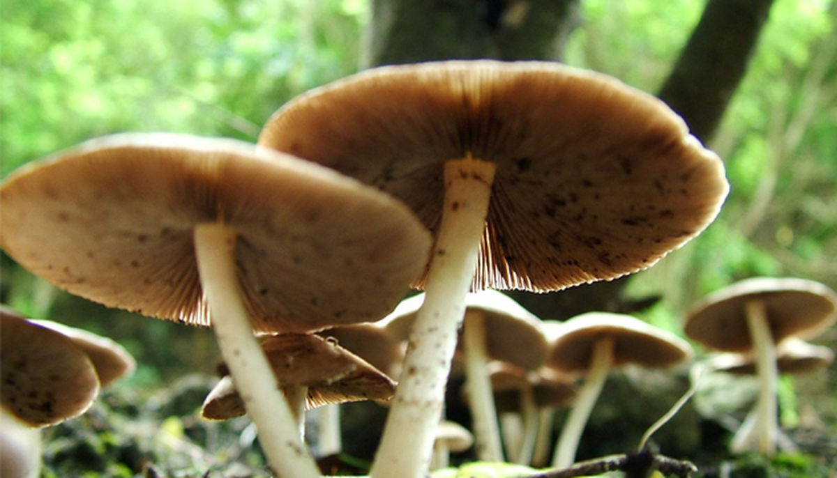 Mantar Zehirlenmelerine Dikkat