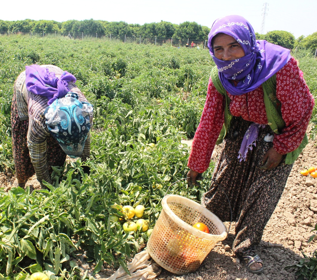 Mevsimlik Tarım İşçileri Günlük 40 Lira Alacak