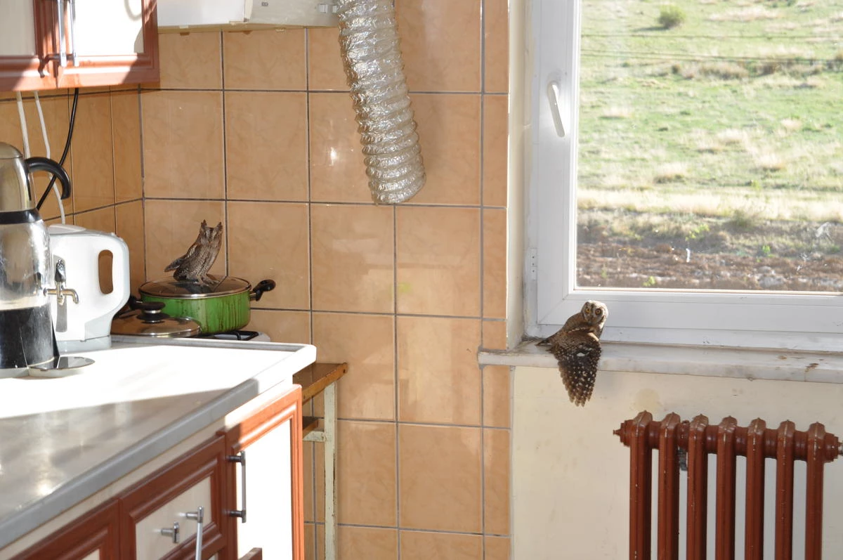 Mutfakta Mahsur Kalan Yavru Baykuşlar, Görenleri Şaşırttı