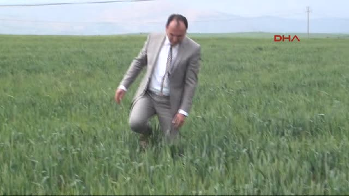 Nisan Yağmurları Adıyamanlı Çiftçinin Yüzünü Güldürdü