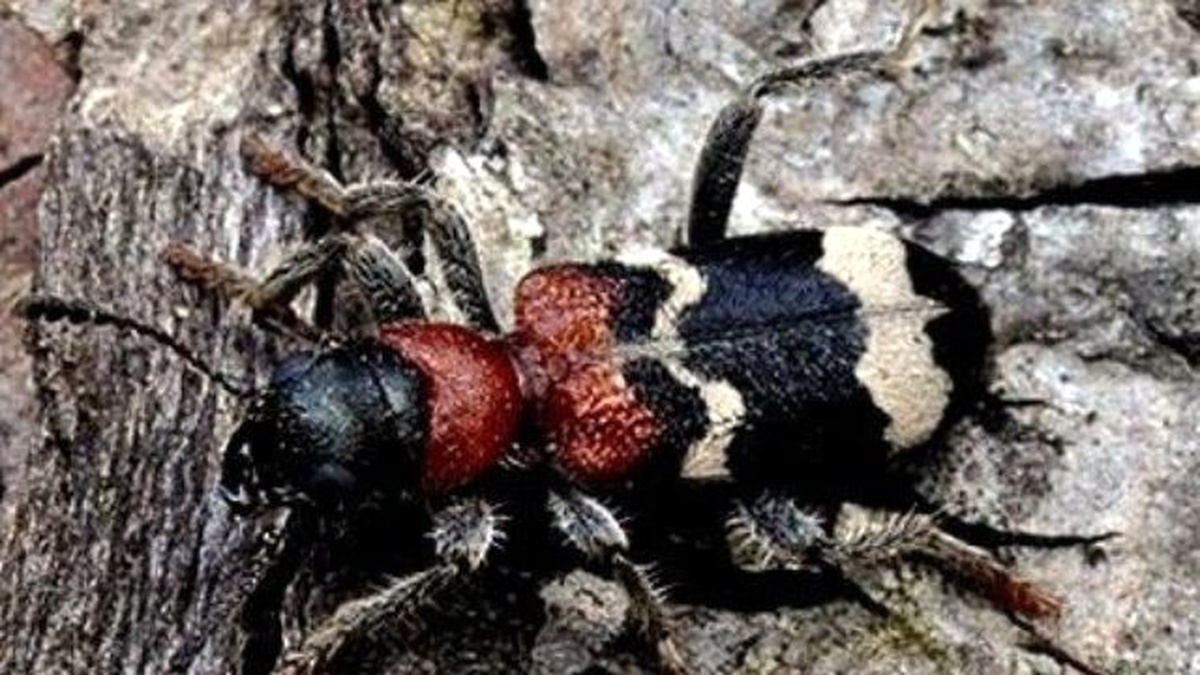 Ormanları Böceklerden Kuşlar Koruyacak