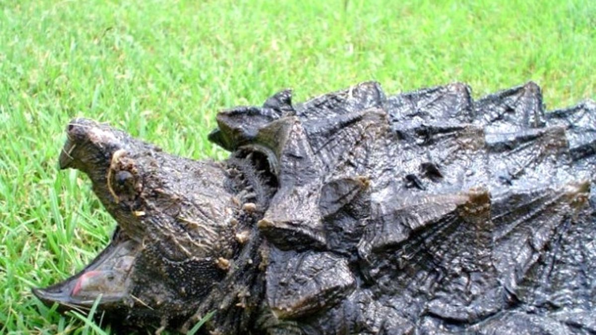 Timsah Avcısı Kaplumbağa 'Allıgator Snappıng' Turkuazoo'da