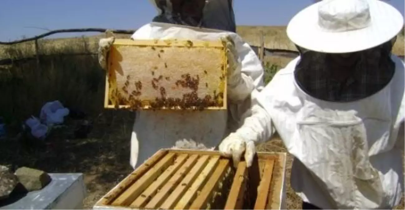 Tokat\'ta Bal Hasadında Büyük Düşüş Bekleniyor