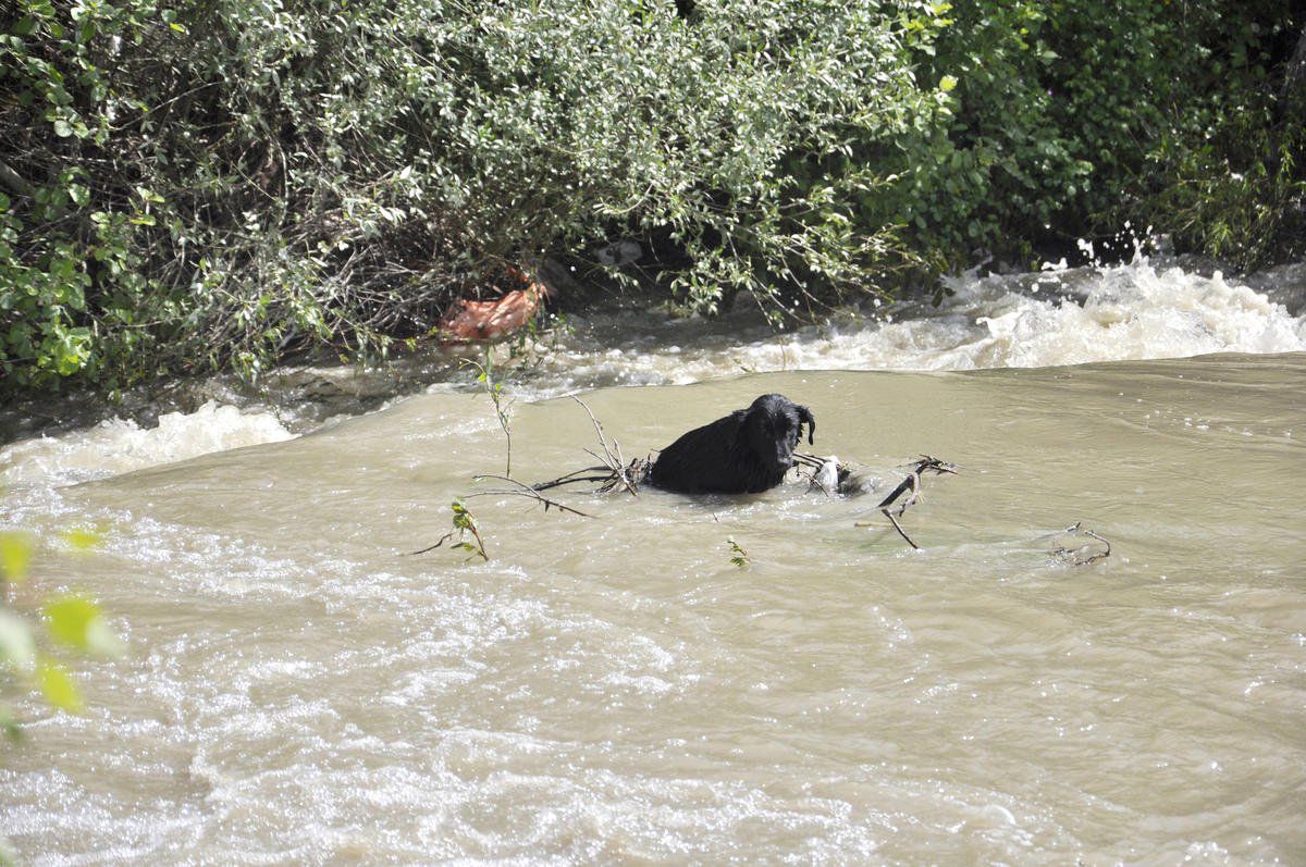 Köpek Dereye Düştü