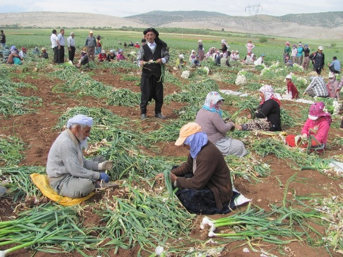 Araban Ovasında, Sarımsak Hasadına Başlandı