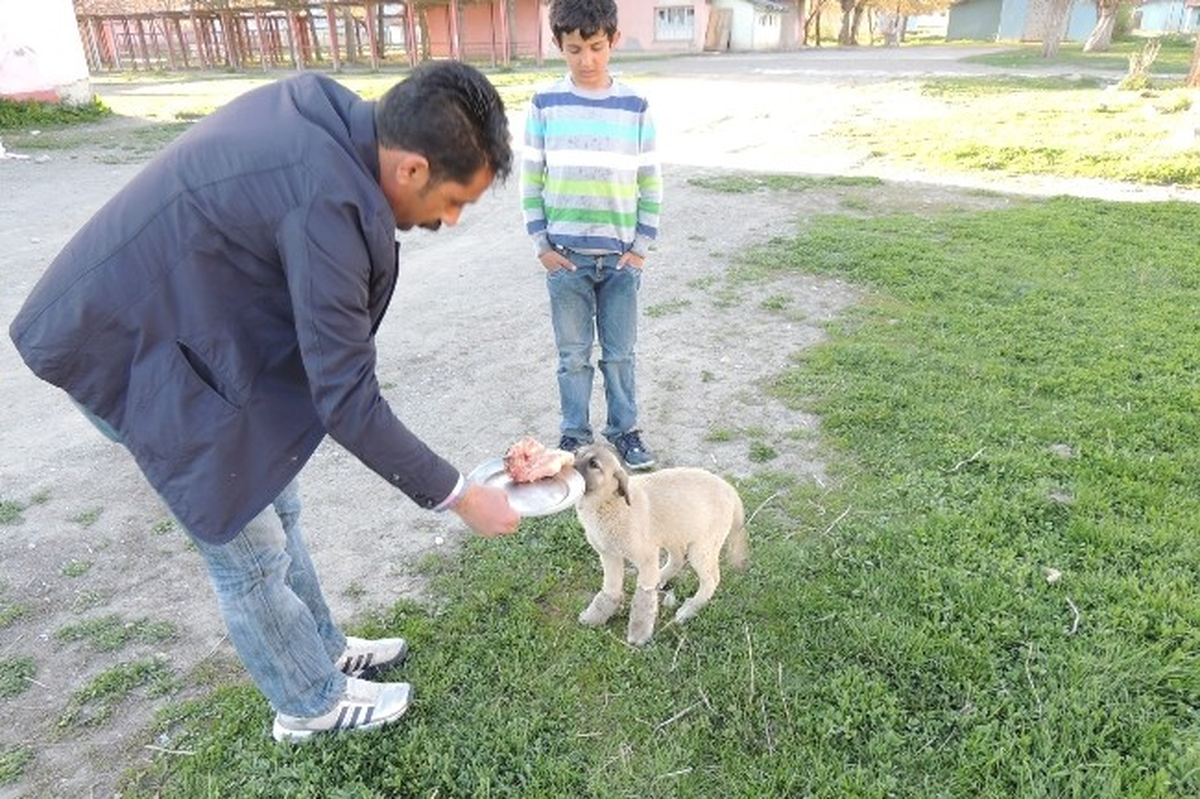 Arabasıyla İki Ayağını Kırdığı Köpeği İyileştirdi