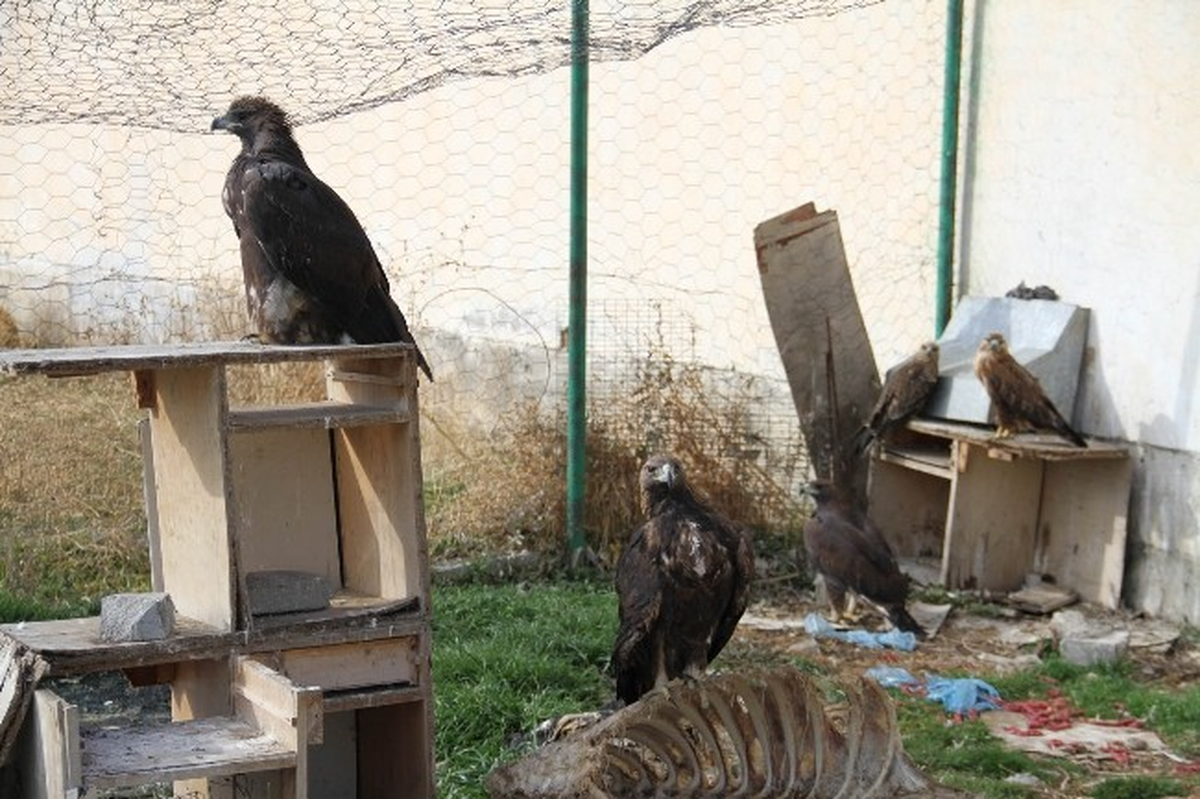 Ayaklarına Halka Takılan Kuşlar Doğaya Salındı