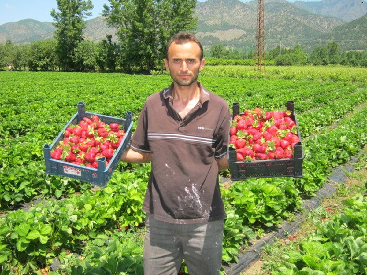 Çilek, Çiftçinin Yeni Gözdesi Oldu