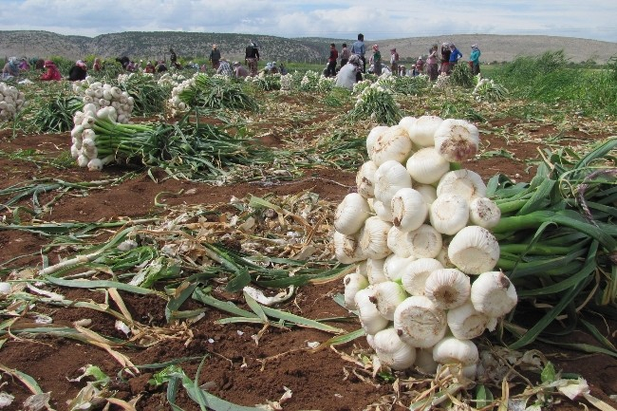 Gaziantep\'te Sarımsak Hasadı