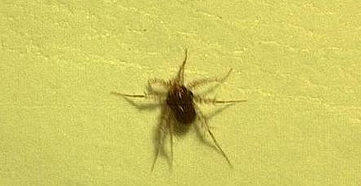 Dünyanın En Hızlı Hayvanı Sadece 3 Milimetre Büyüklüğünde