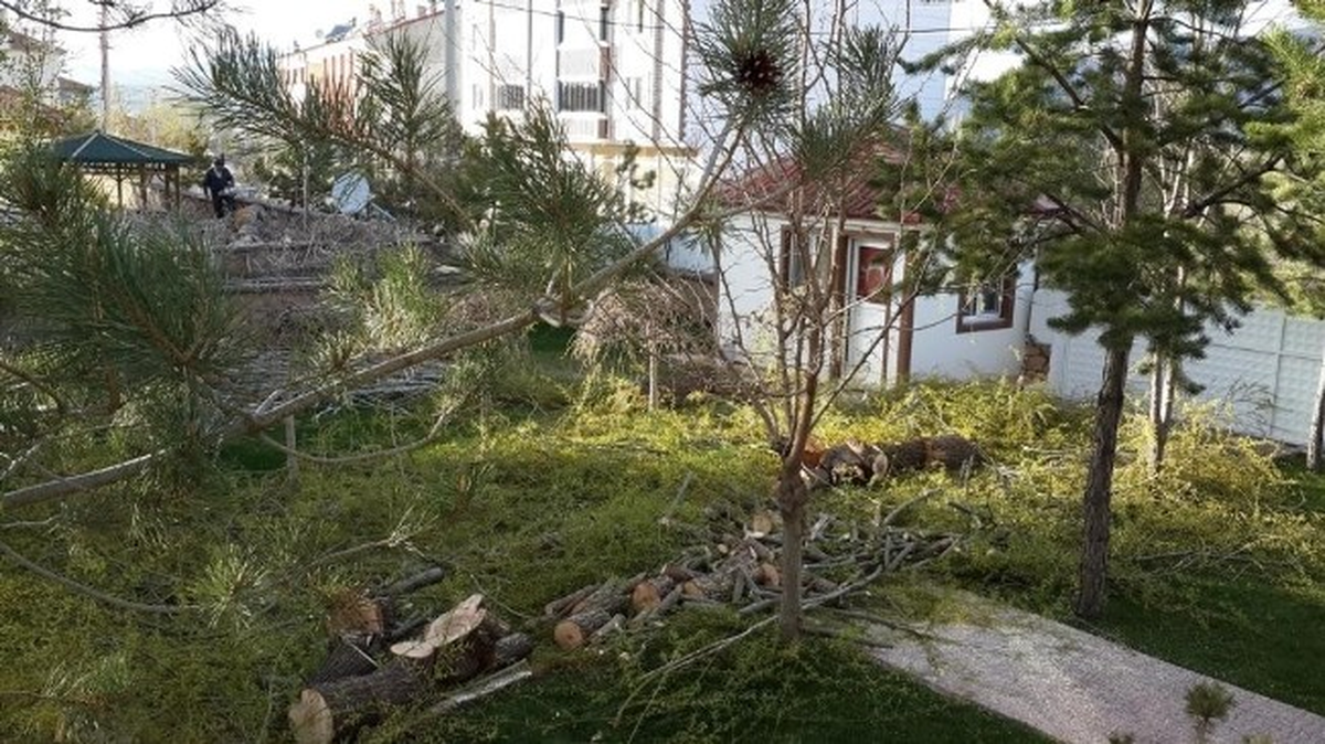 Kelkit\'te Kavak ve Söğüt Ağaçları Kesilecek