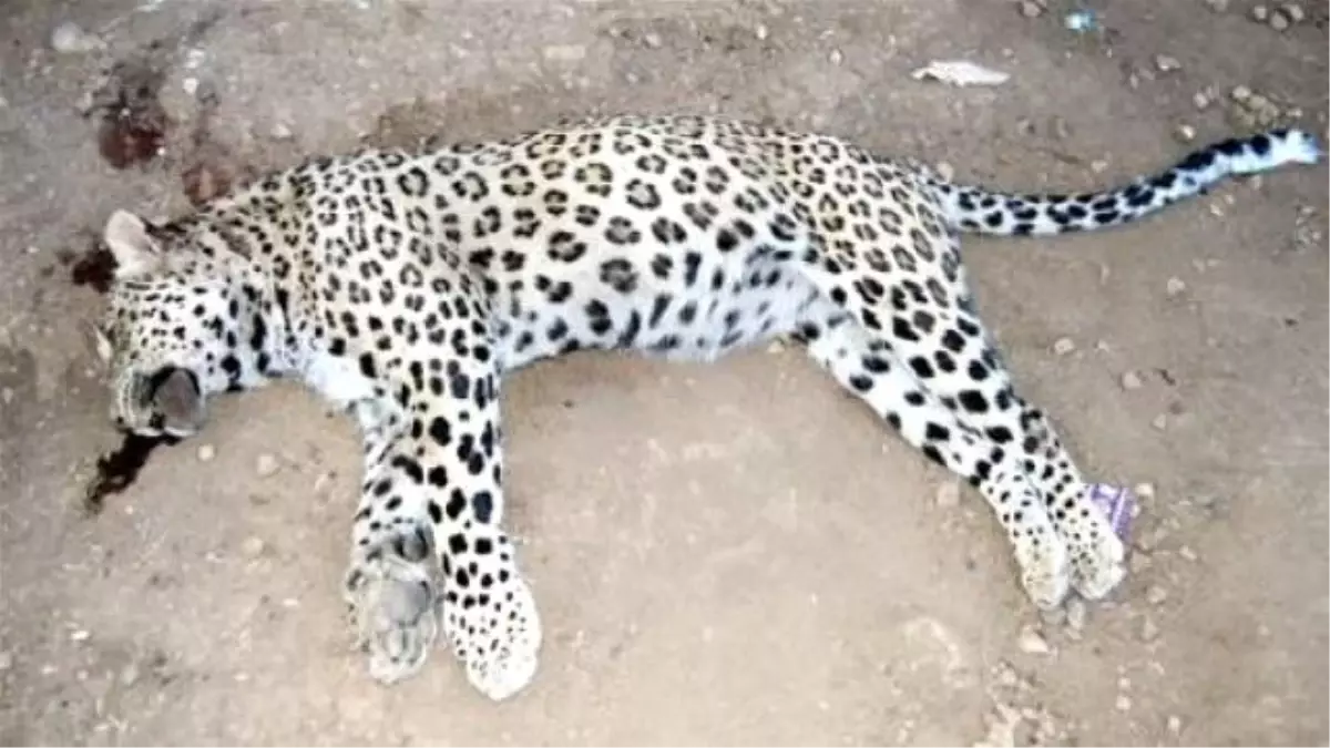 Leoparın Öldürülmesi Davası
