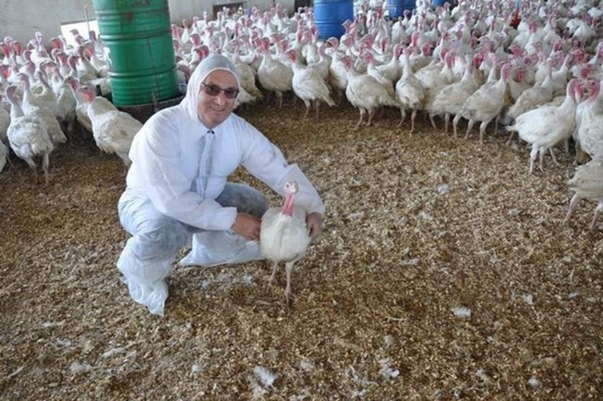 Manisa Hindi Yetiştiriciliğinde İlk Sırada