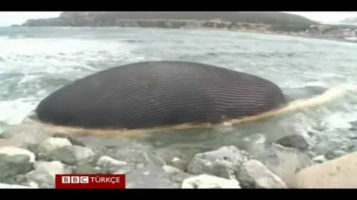 Ölü Balina Her An Patlayabilir\'