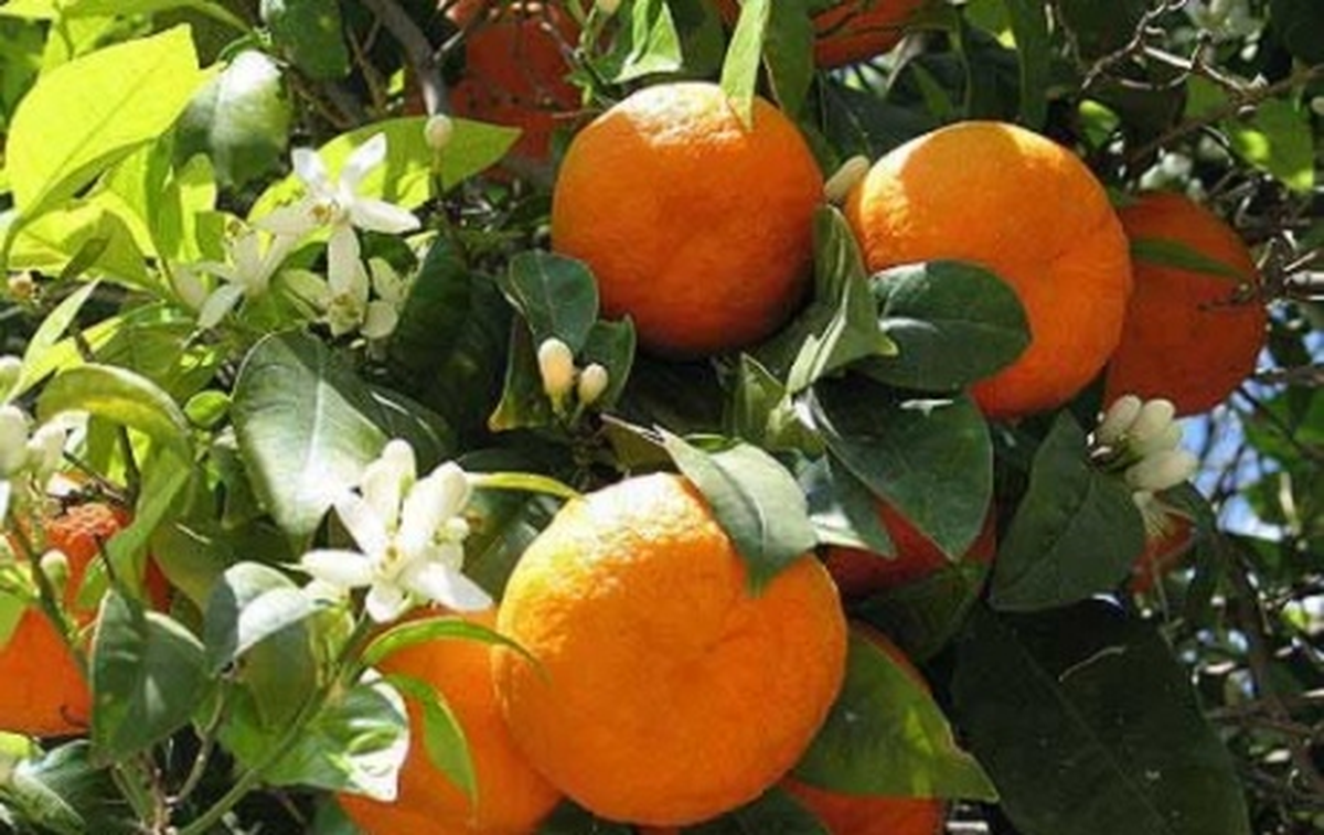 Portakal Dalında Kaldı