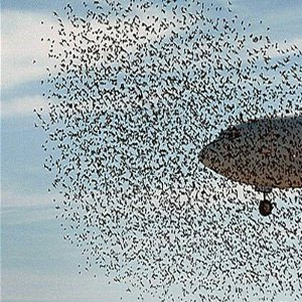 THY Uçağı, Kuş Sürüsünü Nedeniyle Piste Pas Geçti