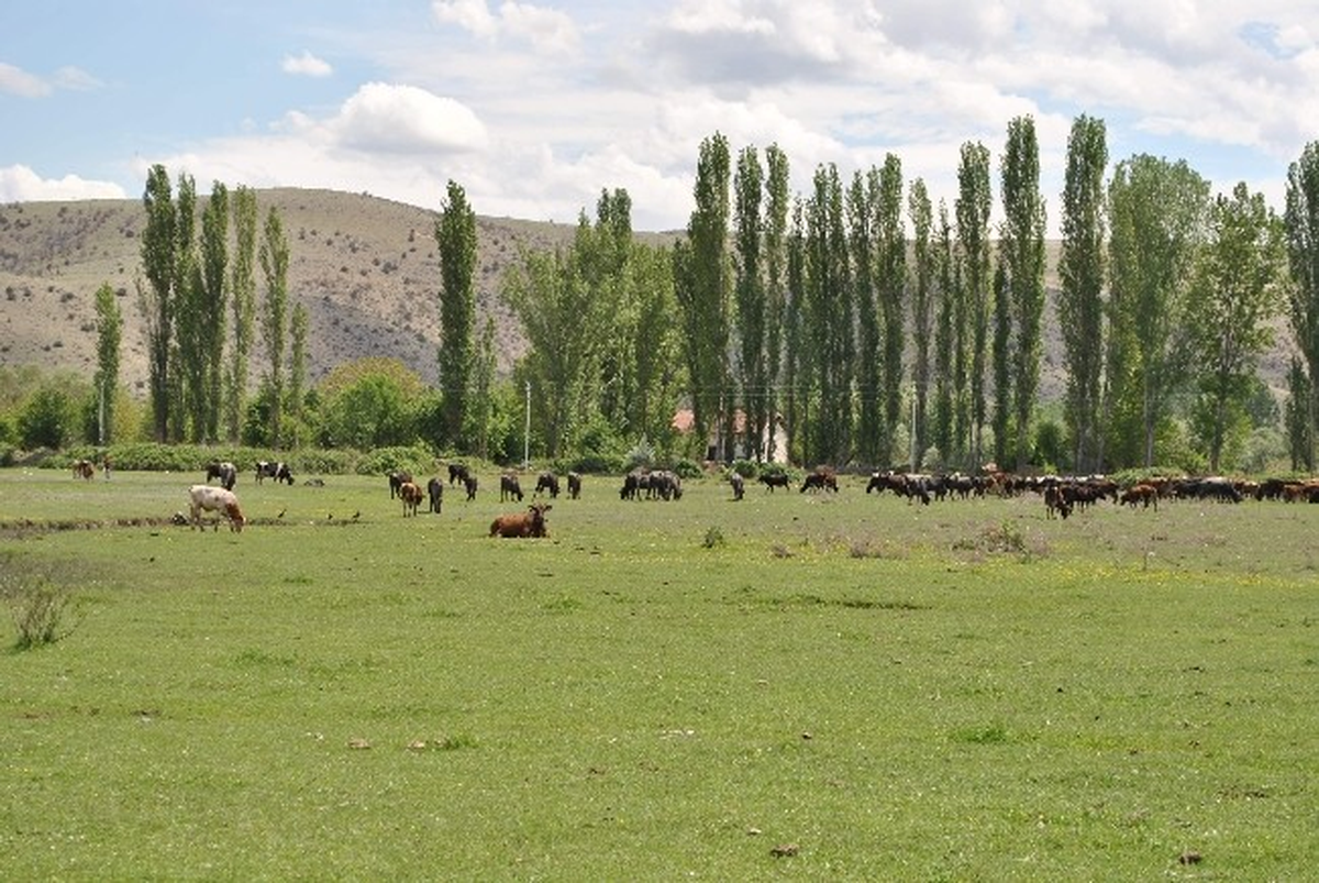 Amasya\'da Arazilerin Yüzde 11.6\'sı Mera