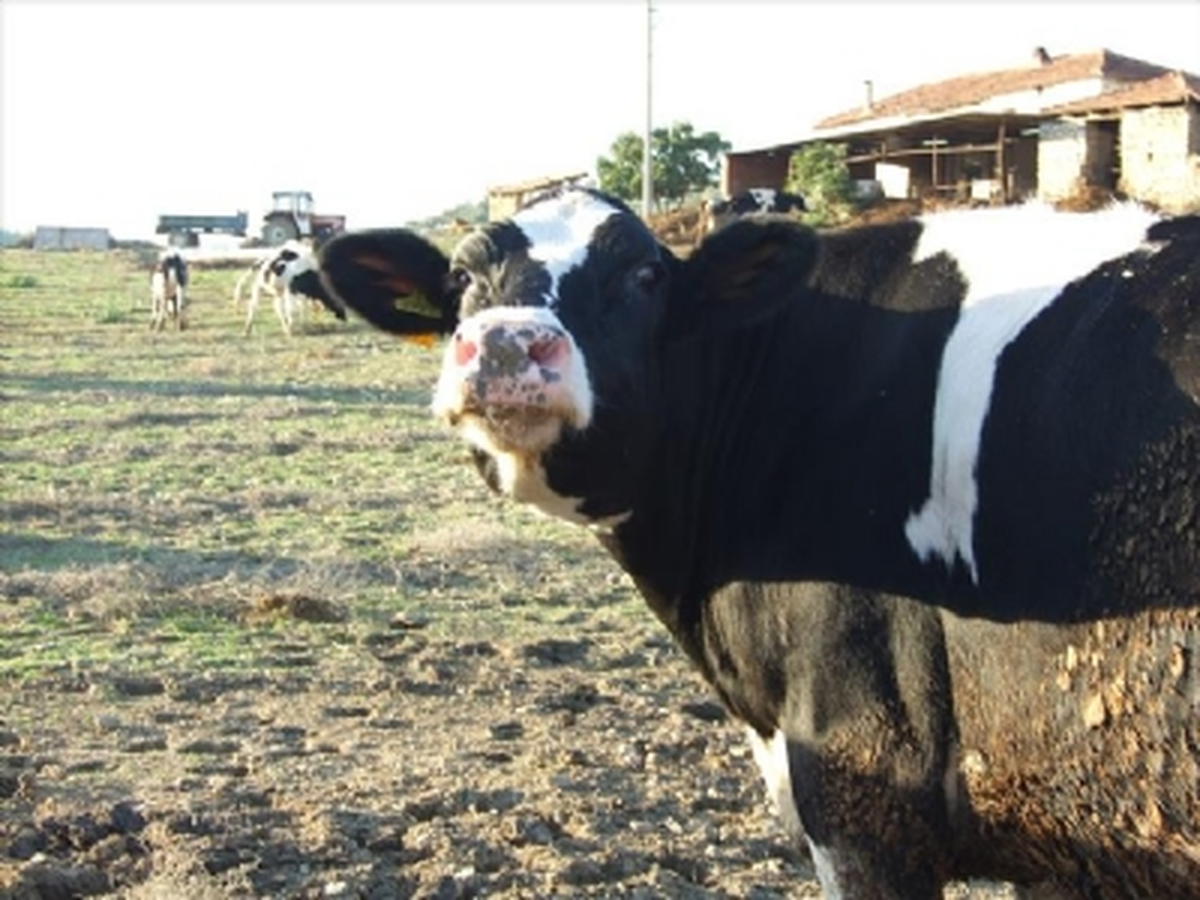 Burdur\'da Görülen Kuduz Hastalığı
