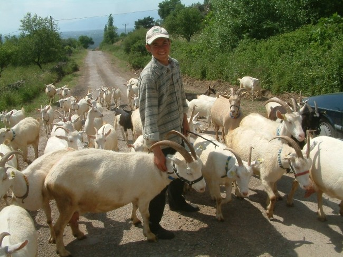 Burhaniye\'de Anaç Koyun, Keçi Desteklemesi
