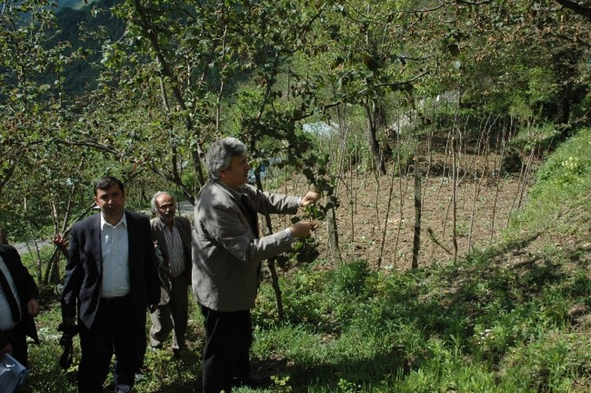 Fındığın Gelecek 3 Yılı Endişe Verici"