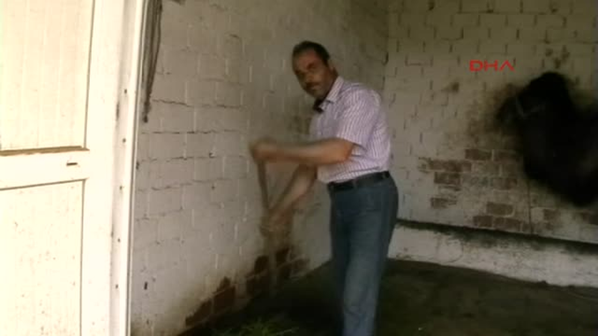 Güreşler Bitince Develer Bakıma Alındı