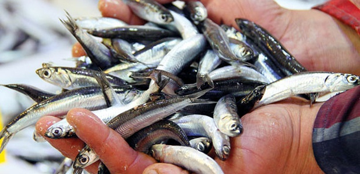 Hamsi İhracatı Yüz Güldürdü