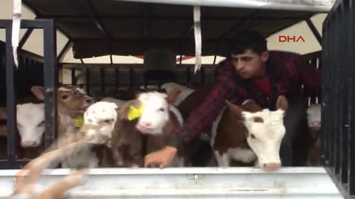 Karadeniz\'in Buzağıları Muş\'ta Satılıyor